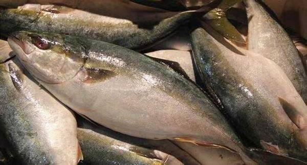 海钓实用技巧大全