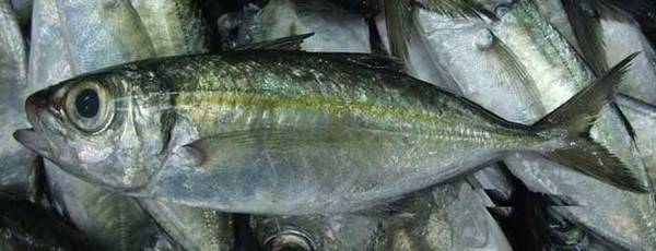 海钓实用技巧大全