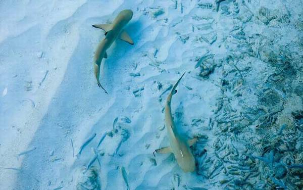 海钓实用技巧大全