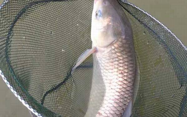 钓草鱼的温度多少合适?