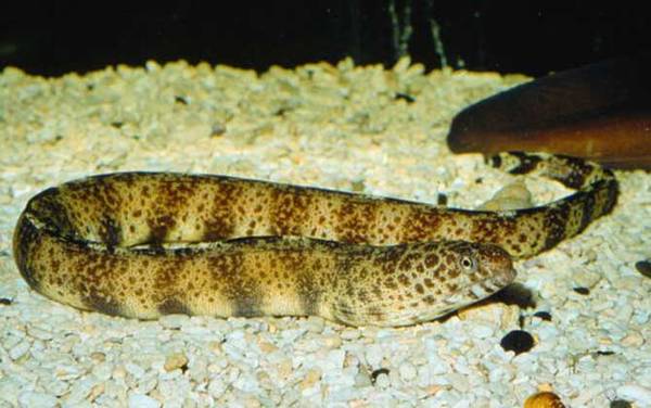 海钓实用技巧大全