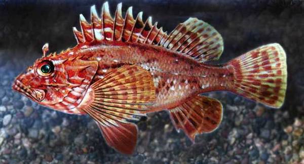 海钓实用技巧大全