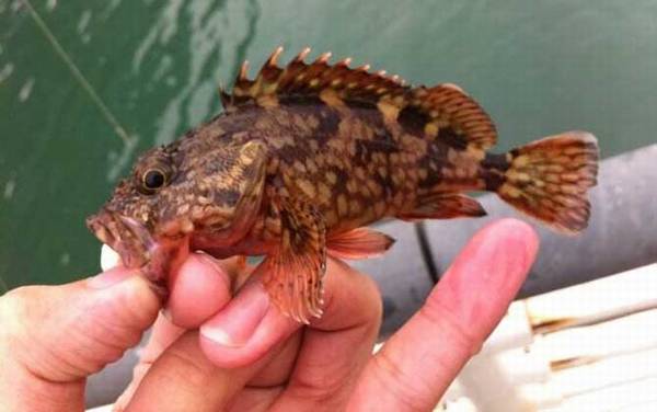 海钓实用技巧大全