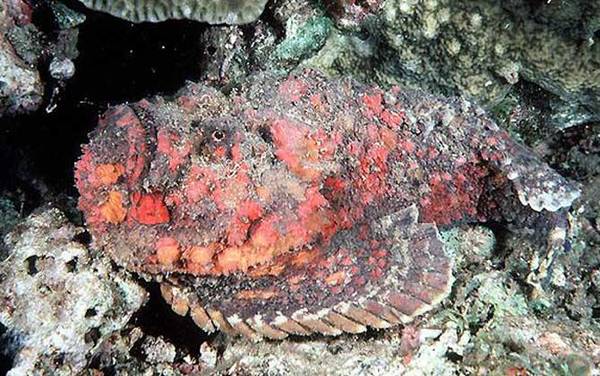 海钓实用技巧大全