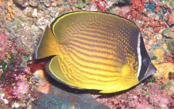 海钓实用技巧大全