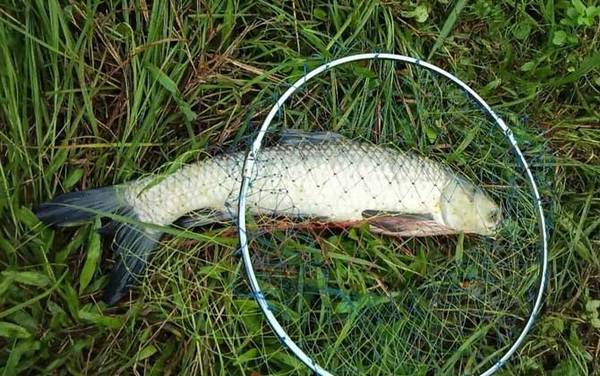 钓草鱼绝招及方法