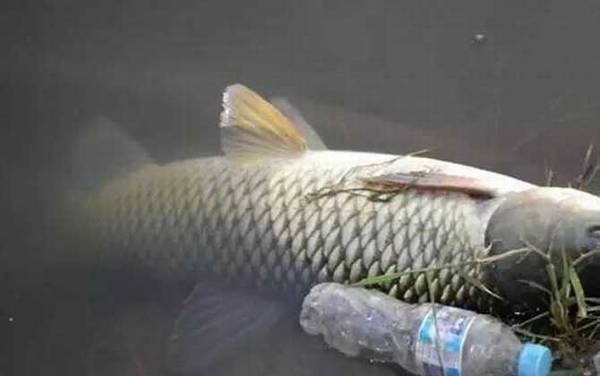 水库钓草鱼的最佳深度是多少?