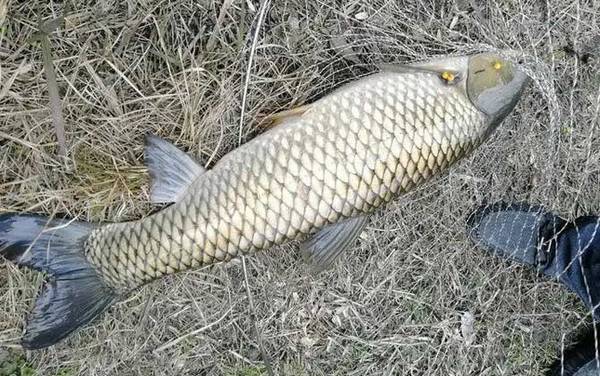 水库钓草鱼的最佳深度是多少?