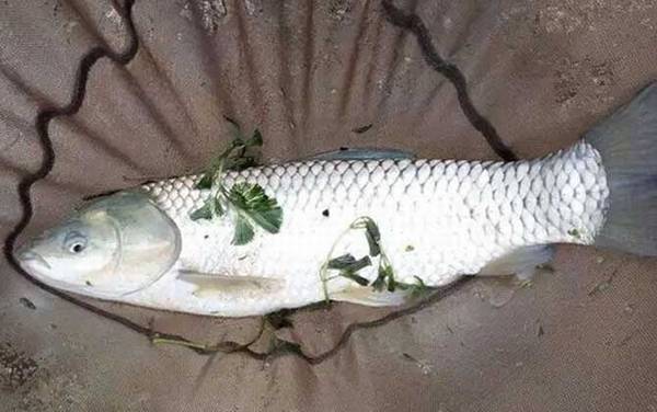 浮钓草鱼怎么找鱼层?