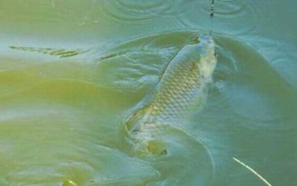 浮钓草鱼怎么找鱼层?