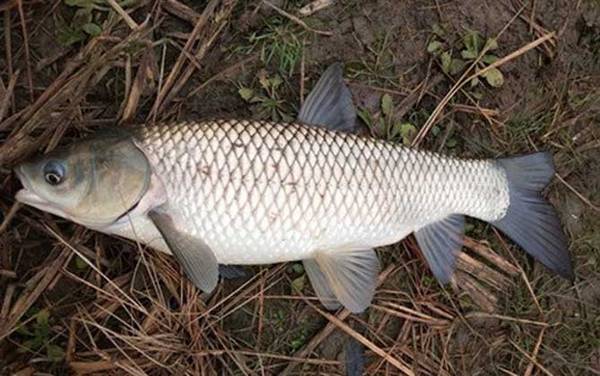 晚上钓草鱼用玉米好钓吗?