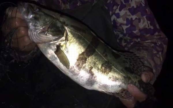 手竿钓鳜鱼怎么钓最好?