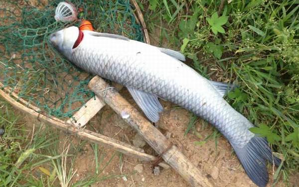 Ұ�ӵ�������ô������죿