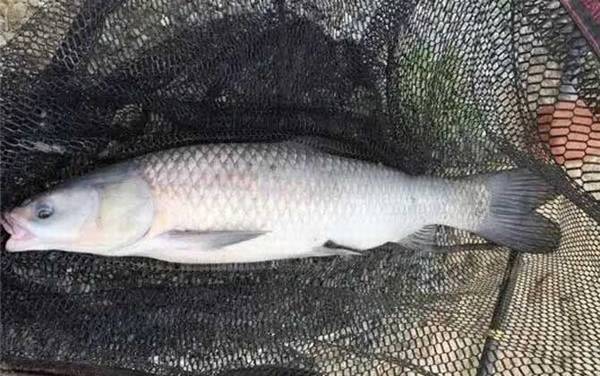 Ұ�ӵ�������ô������죿