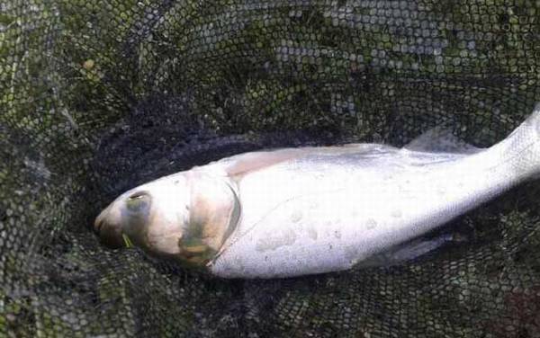 钓鲢鳙水深多少最合适?