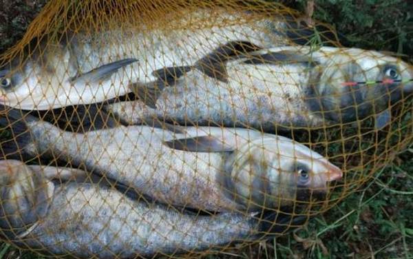 钓鲢鳙水深多少最合适?