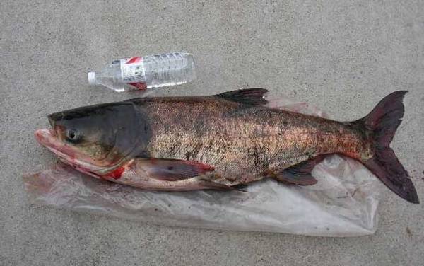 气温10到15度能钓鲢鳙吗?