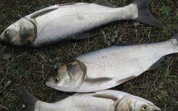 12月份能钓鲢鳙吗?