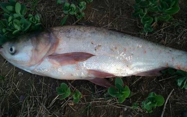 鲢鳙什么时间开口最好?