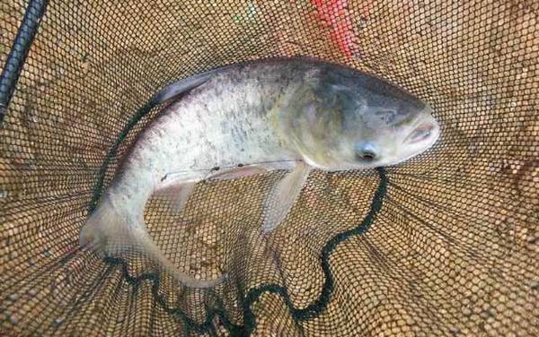 10~20度钓鲢鳙如何找水层?