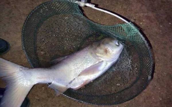 10~20度钓鲢鳙如何找水层?