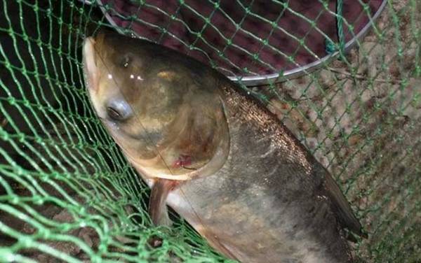 �ָ͵������ٿڴ򲻵���ô���£�