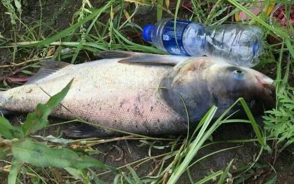 冬天抛竿钓鲢鳙钓多深?