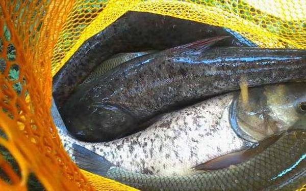 冬天抛竿钓鲢鳙钓多深?