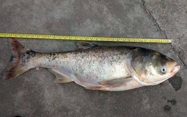 12月份钓鲢鳙最佳深度多少?