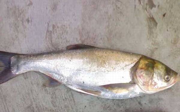 12月份钓鲢鳙最佳深度多少?