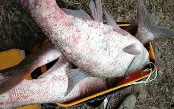 12月份钓鲢鳙最佳深度多少?