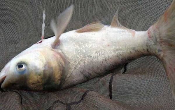 怎么样确定水域有鲢鳙?