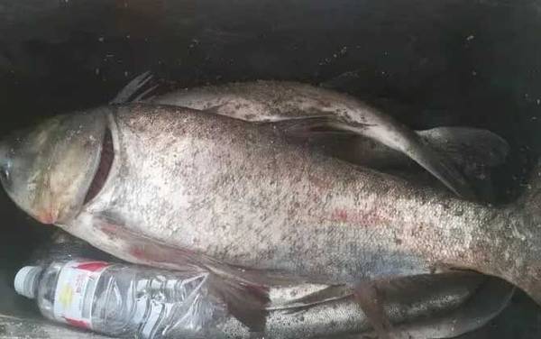 怎么样确定水域有鲢鳙?