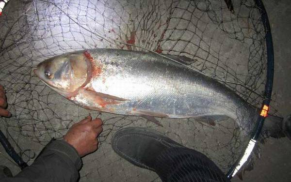 钓鲢鳙什么时候提竿?