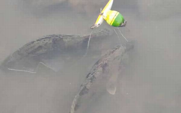 �������ˮ���ˮǳ�ã�