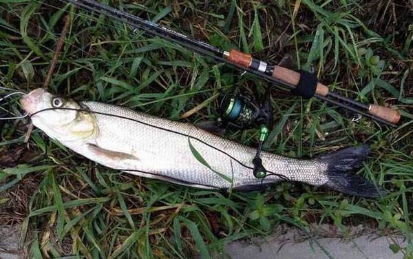 中午路亚翘嘴有口吗?