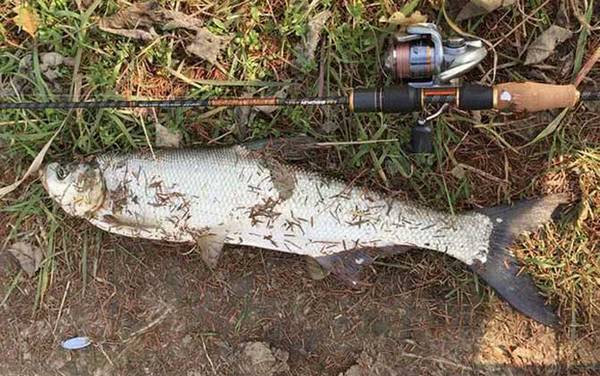 中午路亚翘嘴有口吗?