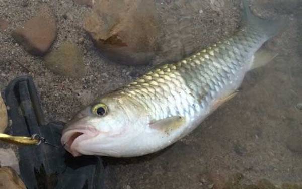 倒刺鲃怎么钓上鱼快?