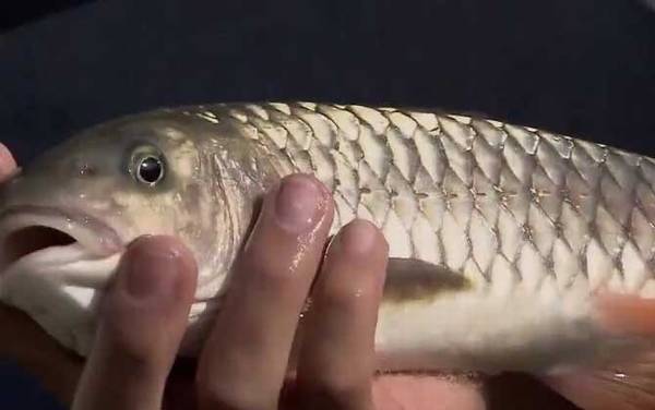 倒刺鲃怎么钓上鱼快?