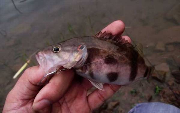 鳜鱼什么时候钓最好?