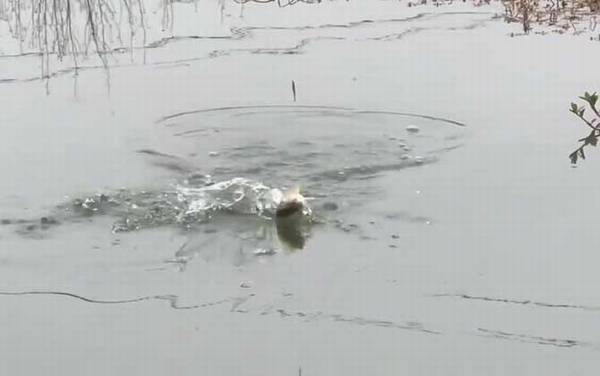 钓鱼死口是什么意思?