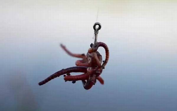 蚯蚓钓鱼钓底还是钓浮?