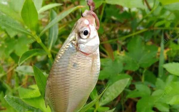 蚯蚓钓鱼钓底还是钓浮?