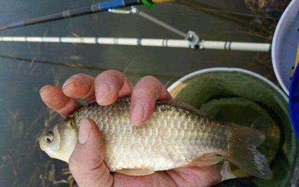 蚯蚓怎么钓鲫鱼上鱼快?