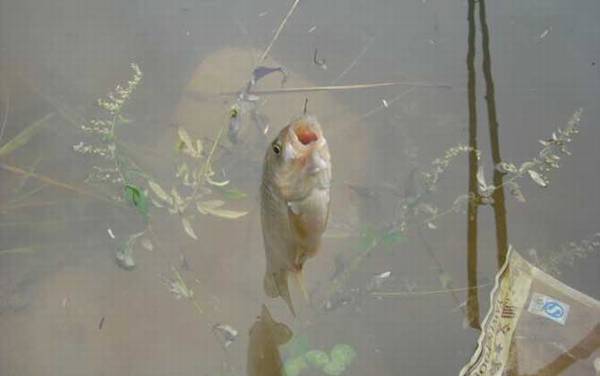 蚯蚓怎么钓鲫鱼上鱼快?