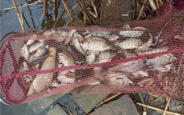 冬天0到7度可以钓鲫鱼吗?