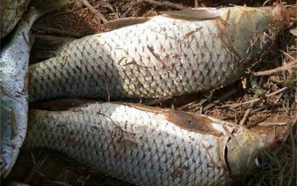 钓鲤鱼是钓底还是钓浮?