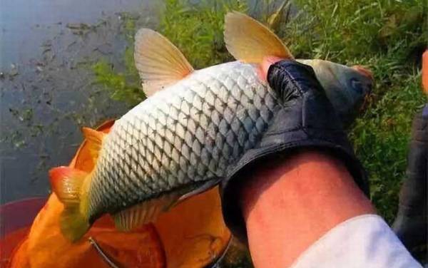 玉米钓鲤鱼钓底还是钓浮?