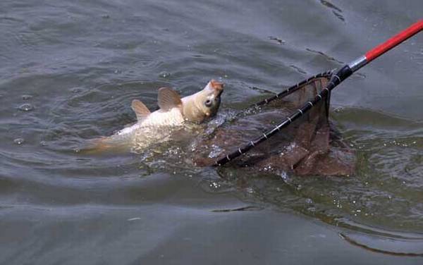 玉米钓鲤鱼钓底还是钓浮?