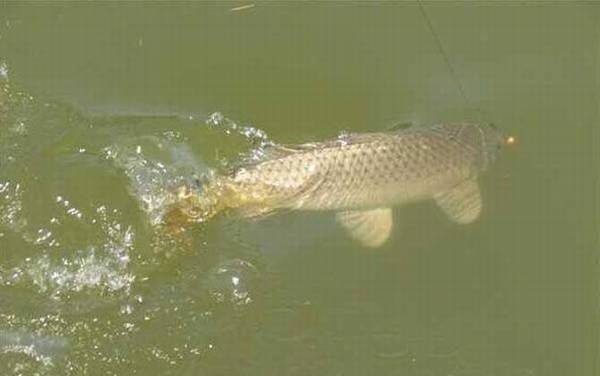 玉米钓鲤鱼钓底还是钓浮?